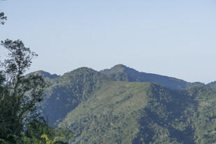 山峰 植被 