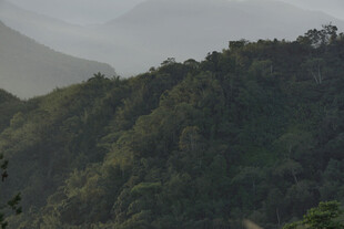青山 山林