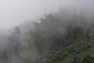 云雾 山林