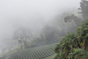 云雾 山