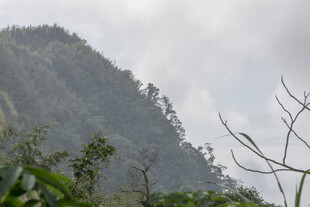 山峦 绿植 