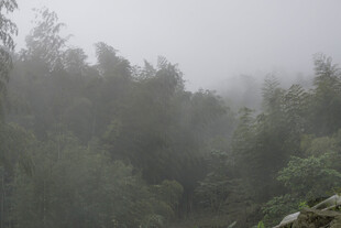 雾 山林