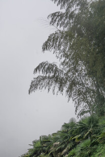 山林 植物