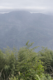 山景 植被