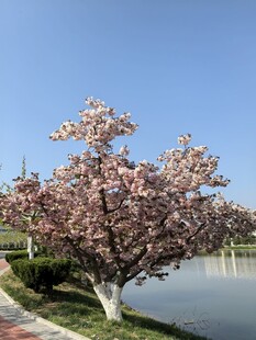 湖畔盛开的绚烂樱花树