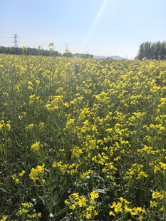 春日油菜花海美景