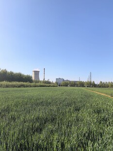 广袤麦田与远处建筑景观