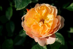 橙黄娇艳月季花