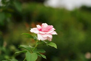 娇艳粉色月季花特写