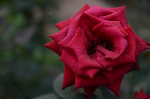 娇艳红玫瑰特写