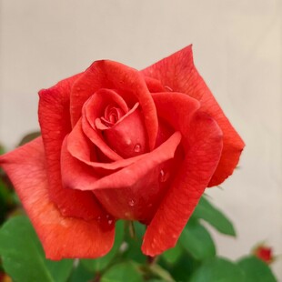 娇艳红玫瑰