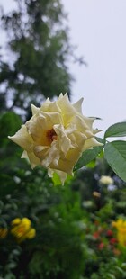 月季花绽放于绿意间