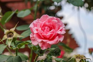 娇艳粉色玫瑰绽放