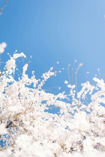 洁白樱花