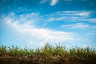 蓝天绿草风景图