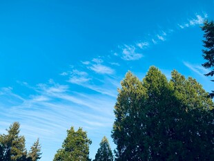蓝天绿树风景图