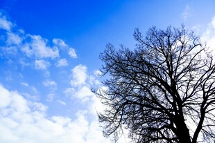 蓝天映衬下的光秃树木