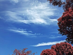 蓝天映红树美景