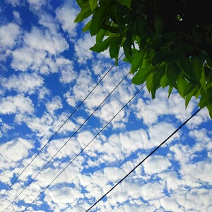 蓝天绿叶间的电线风景
