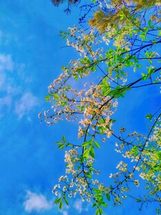 蓝天映衬下的繁茂花枝