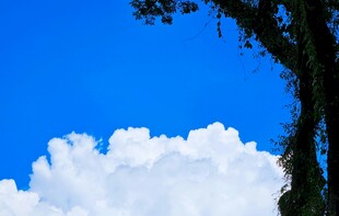 蓝天绿树间的蓬松云朵