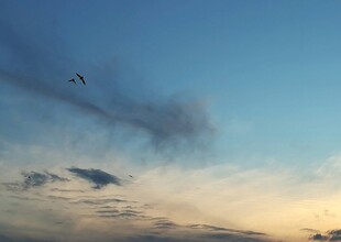 天空中飞翔的鸟儿与云彩