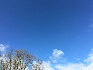 晴朗蓝天与稀疏树木