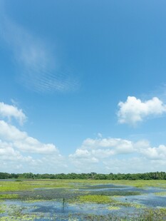 蓝天绿野间的湿地风光