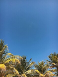 蓝天映衬下的热带棕榈树