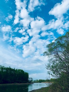 蓝天白云下的河畔绿树
