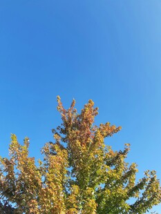 秋日树梢与湛蓝天空