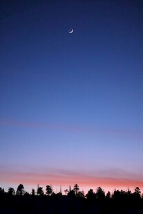 夜幕下的天际与树木剪影