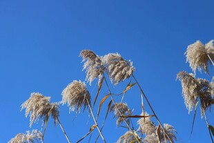 蓝天映衬下的蓬松芦苇