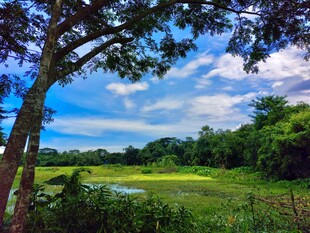 田园风光中的宁静绿野
