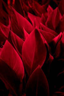 深红花瓣