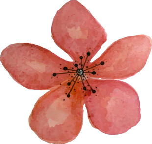 水彩绘粉色五瓣花朵