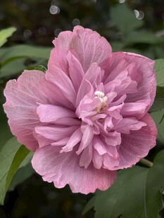 娇艳粉色木槿花特写