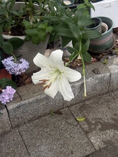 路边绽放的美丽白百合花