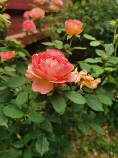 娇艳月季花绽放于绿叶间
