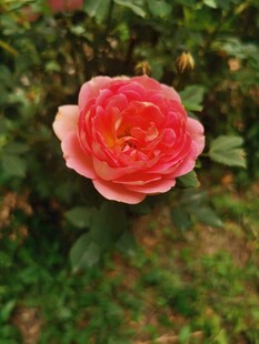 娇艳粉色月季花