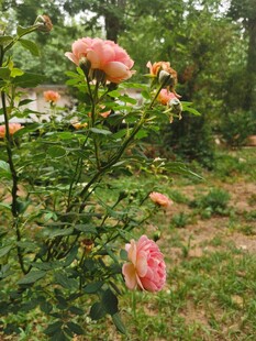 花园中绽放的娇艳玫瑰花