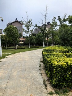 小区内整洁的绿化景观道