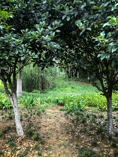 林间小道旁的繁茂绿植