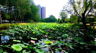 湖畔荷叶景观