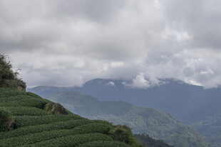 云雾缭绕的山间梯田茶园