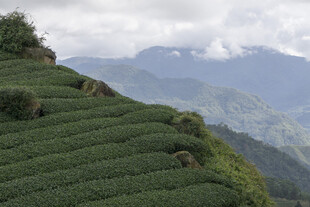 山间层层叠翠的茶园风光