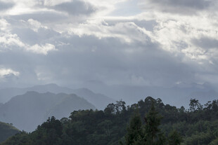 云雾缭绕的山林美景