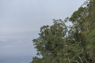 山林树梢景致