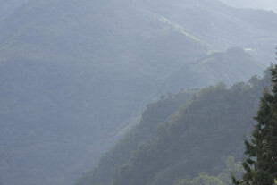 山峦雾霭中的挺拔树木