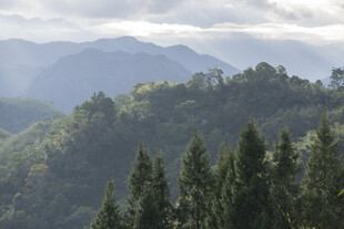 山峦林海